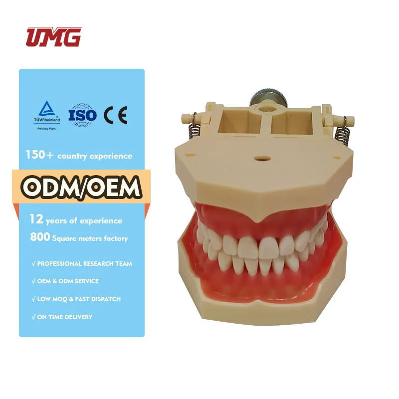 Dental Teaching Supply Cosmetic Dentistry Large Teeth Model