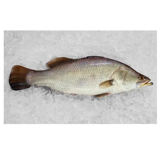 Fresh Frozen China Seabass Fish Whole sale 400-600g