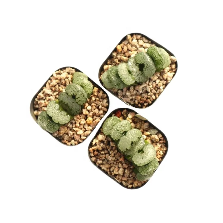 
wholesale plants sale natural succulents Haworthia 