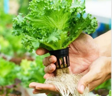 food grade pp material nursery seed growing flat tray 1020 trays