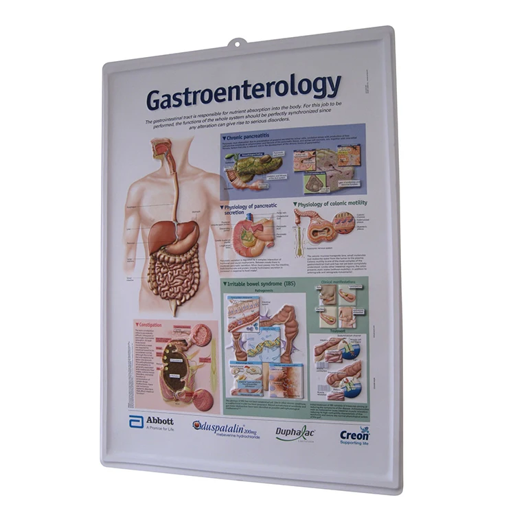Human  Anatomy Chart 3d Medical Posters Chart  3D  Embossed Gastroenterology Poster