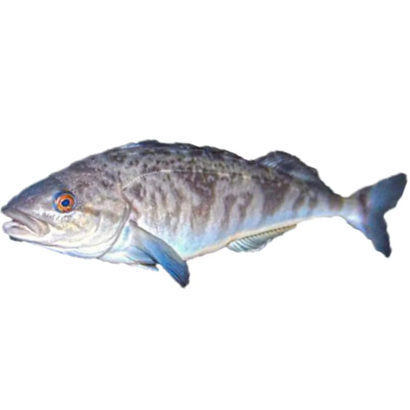  Shandong Ocean Village Food Hot Sale Seafood Frozen Okhotsk Atka Mackerel
