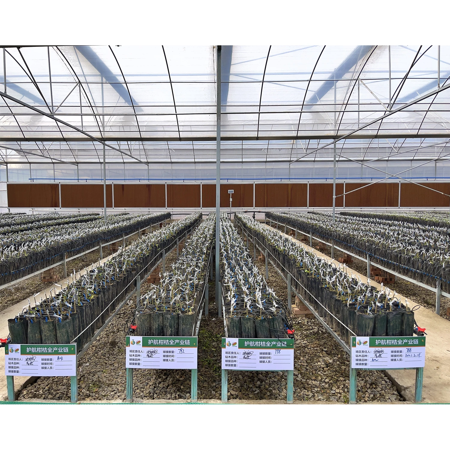 Commercial greenhouse irrigation system agricultural greenhouses drip irrigation set