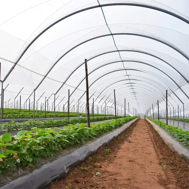 Film tunnel horticultural greenhouse agriculture for farming green house low cost hot sale polytunnel berry greenhouse