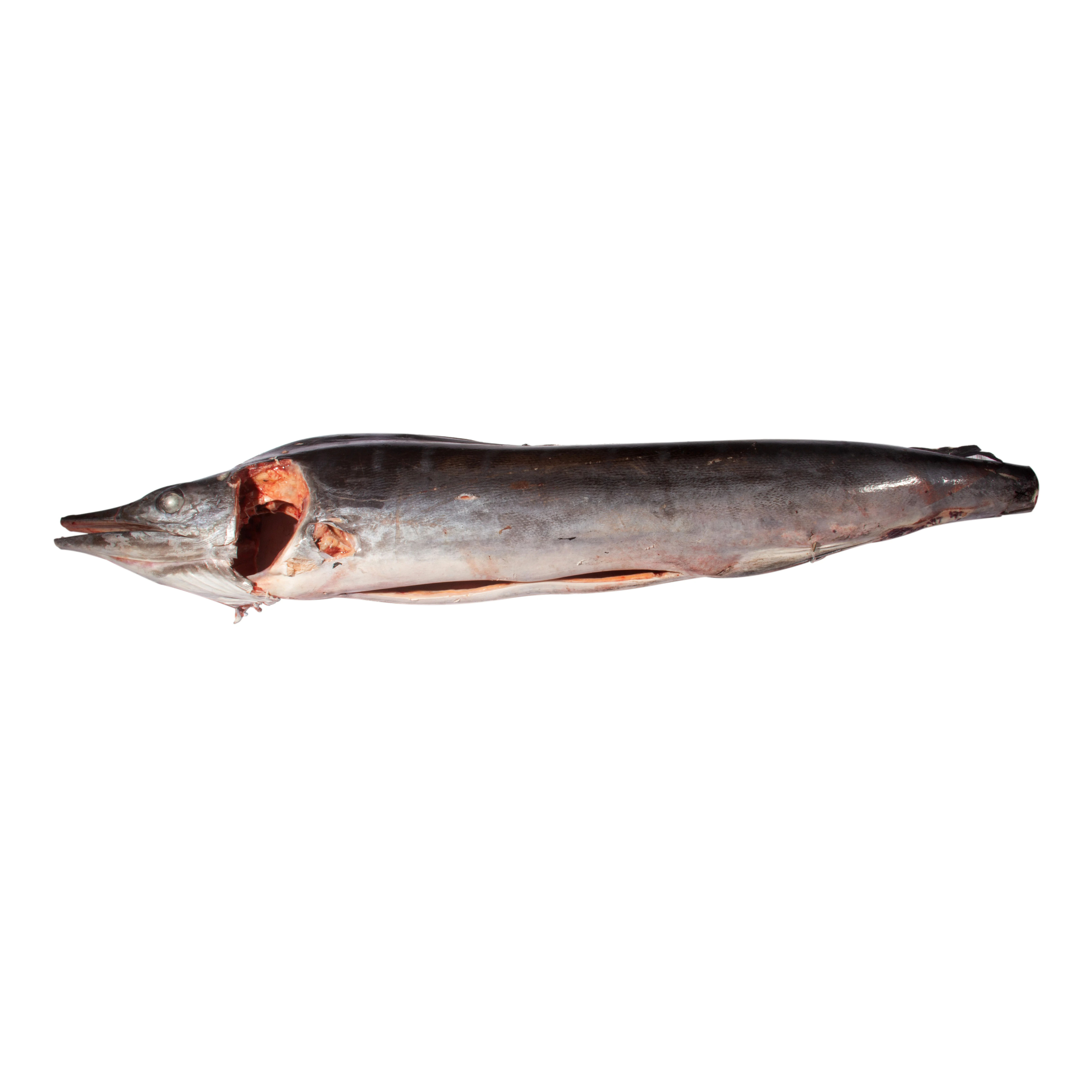 
Fengsheng Wholesale Super Frozen Seafood Exporter Whole Red Marlin Striped Marlin Fish Longline 