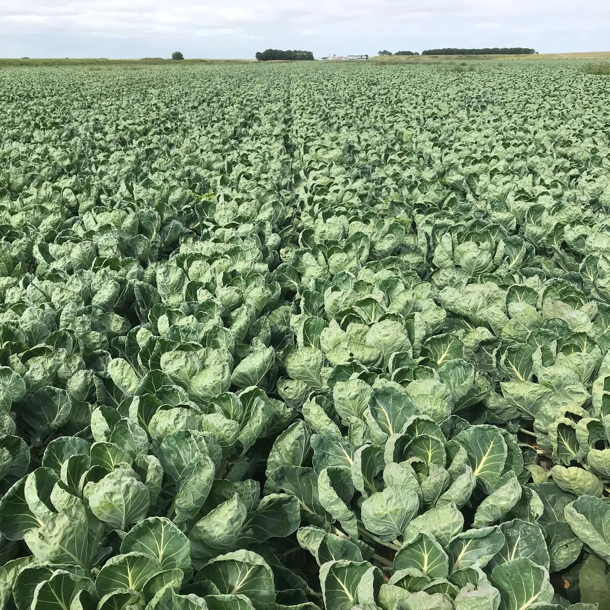 Высокое качество другие свежие овощи чистые оптовая продажа размер A 25-35 мм семена брюселя поставщик овощей оптом