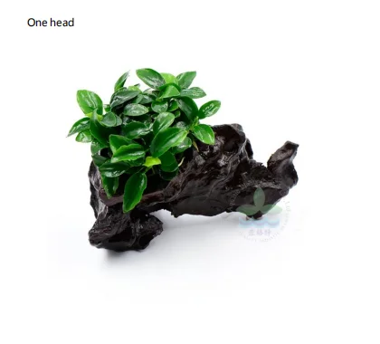Маленькая квадратная чашка Anubias barteri var. Кофейная фолия настоящие растения для украшения аквариума