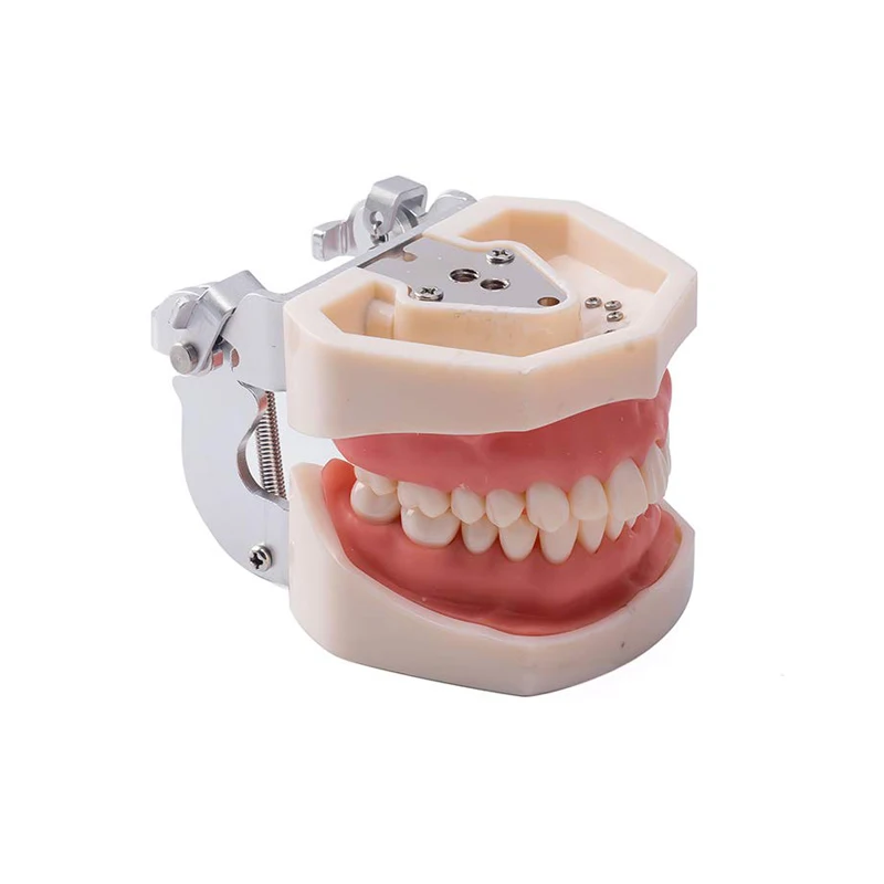 Dental Practice Model Life Size Human Teeth Model Dental Orthodontic Model
