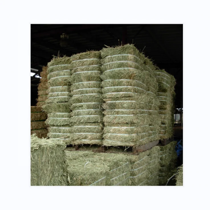 Good quality hay alfafa/alfalfa hay cow