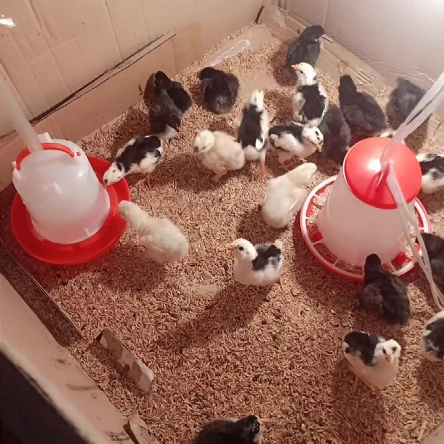 Poultry Farming Equipment Portable and Easy Using Chicken drinkers and feeders