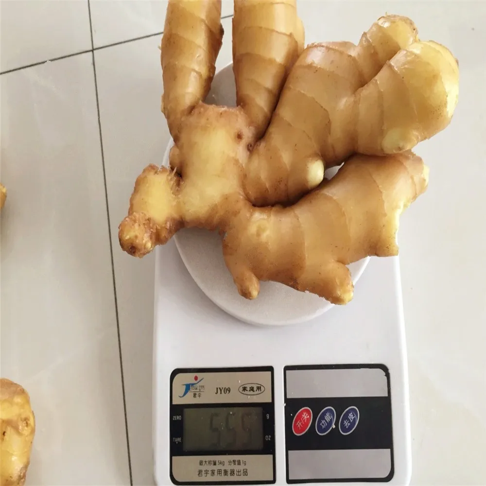 fresh  ginger price from China