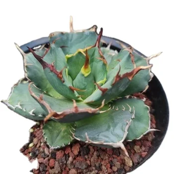 Agave Titanota 'White whale' Seedlings Indoor High-quality Plants for Wholesale Ornamental Plants for Nursery
