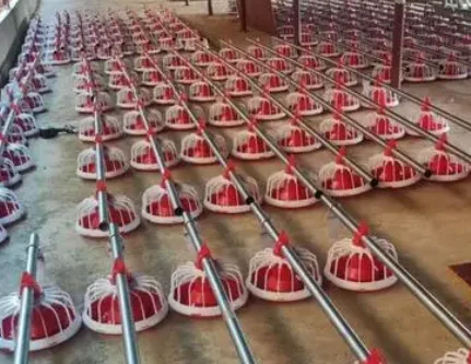 New Design Prefab Automatic Broiler Feeding and Drinking System Poultry House Shed Equipment on the Ground Floor