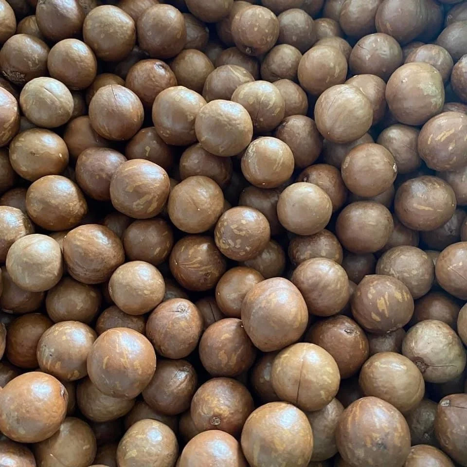 Орехи макадамии премиум-класса с ракушными орехами от HUNG TAM VN LIMITED Tammy + 1 763 353