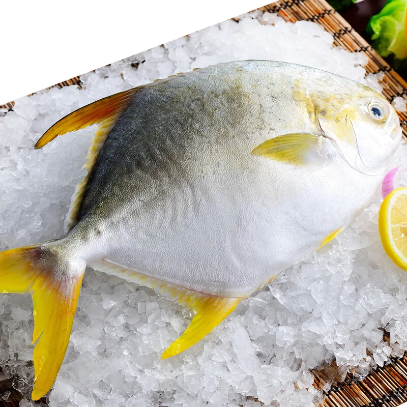 Hidee Factory New Season Good Quality Frozen Golden Pompano Frozen Golden Pomfret