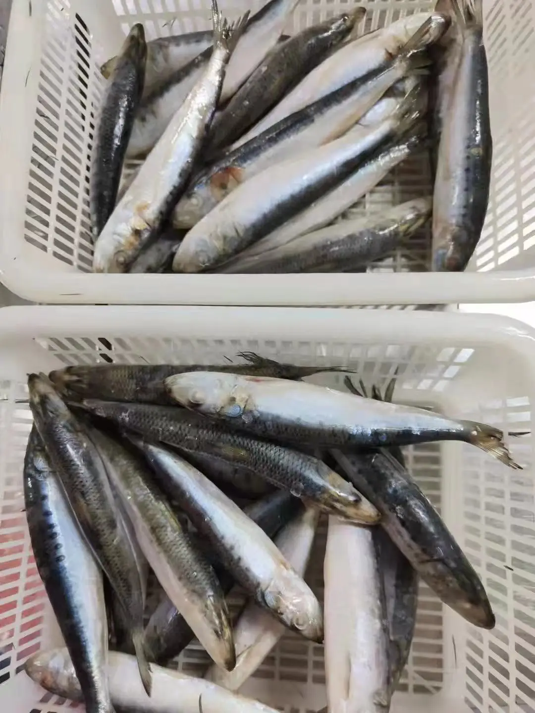 Good quality IQF sardine  whole round sardine for bait