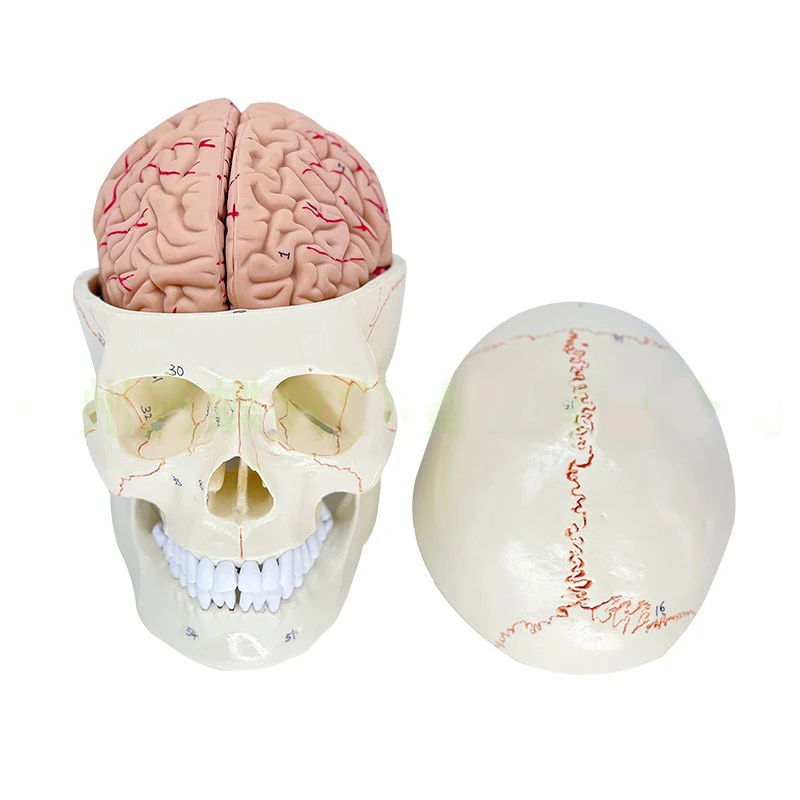 Medical life-size plastic 3-part drawn and numbered model of a human skull showing muscle origins and 48 muscles