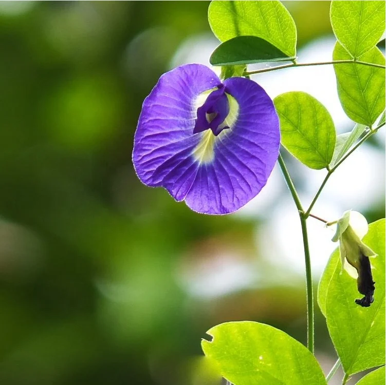 
Wholesale natural herbal slimming flavored edible tea Dried Blue Butterfly Pea Flowers with private label 