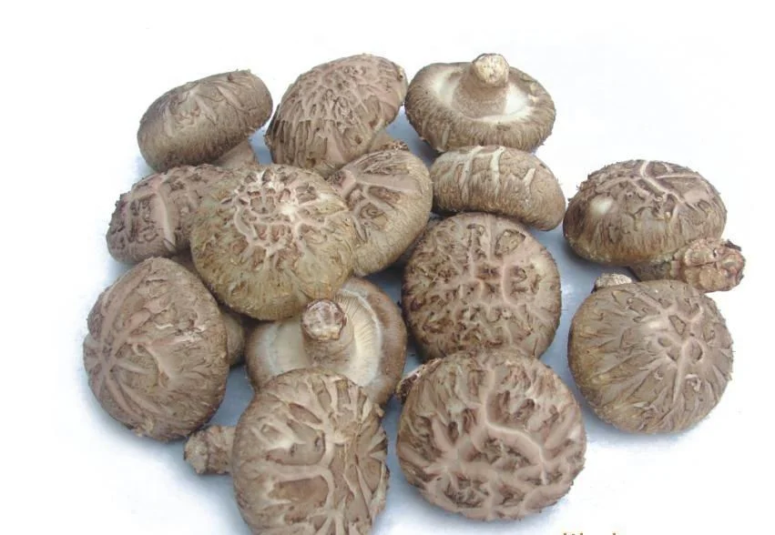 
Shiitake Mushroom Bulk Logs Spawn For Sale 