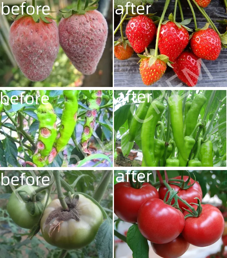 Root Naturally Mycorrhizae Companion- Trichoderma Harzianum