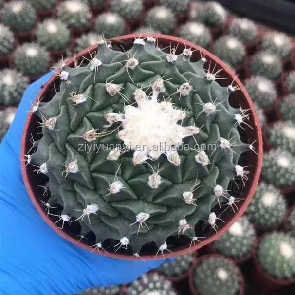 
Top sale succulents Cactus wholesale Real Cacti Live Cactus Succulent Plants indoor plant for home garden 