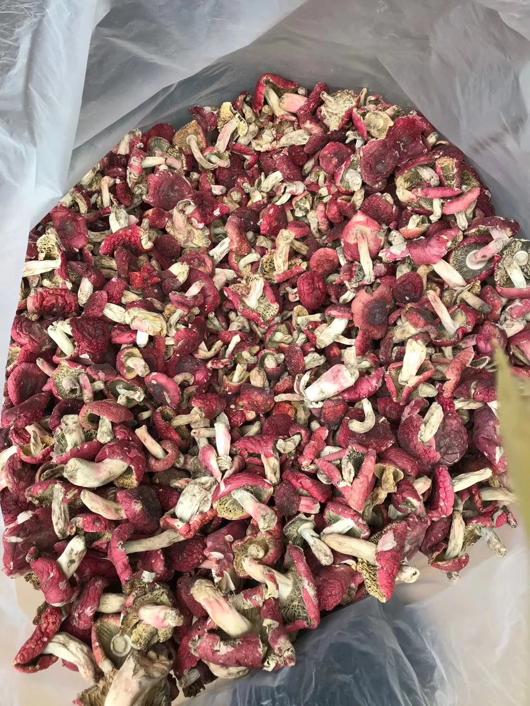 
Dried whole for food fungus Russula vinosa Lindblad 