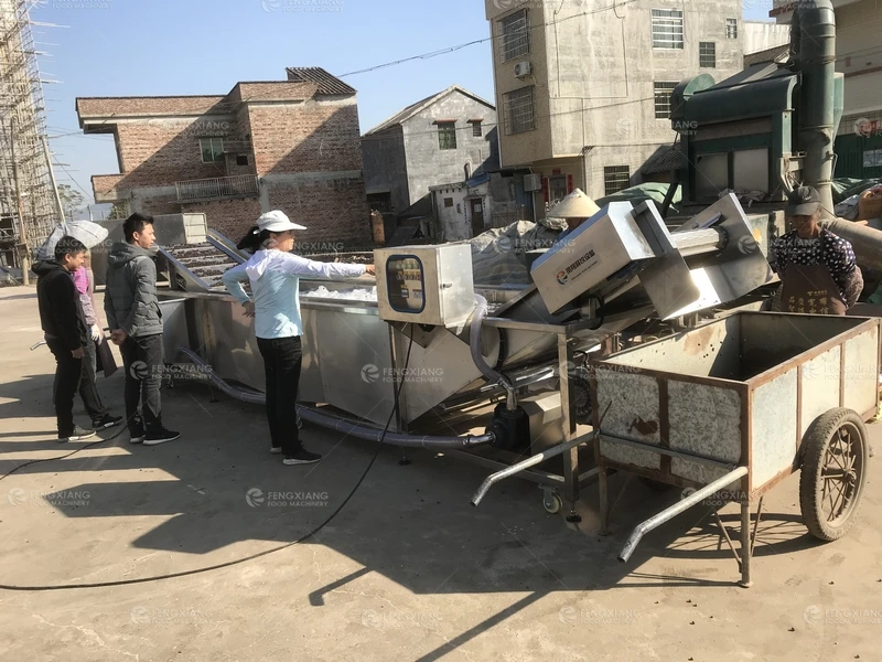 Gorgon fruit Small Little Fruits Vegetable Washing Machine