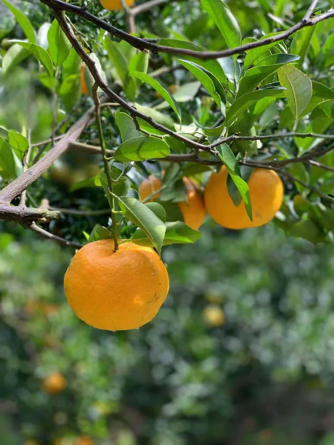 Menghu Brand Mandarin Orange Fresh CItrus Fruit