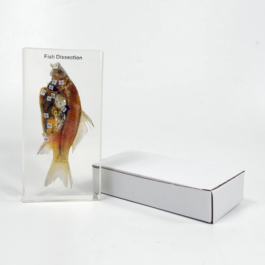 Anatomy Animal Clear Plastic Education Model Fish Dissection Resin Specimen Paperweight for School Teaching