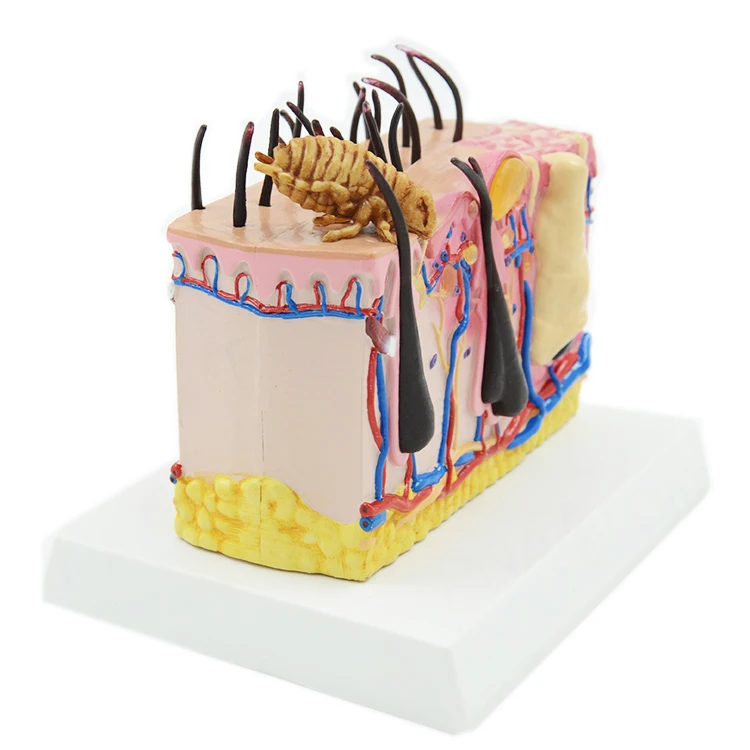 Gelsonlab HSBM-396 Canine Professional Medical Dog Skin Diseased Model for Veterinary