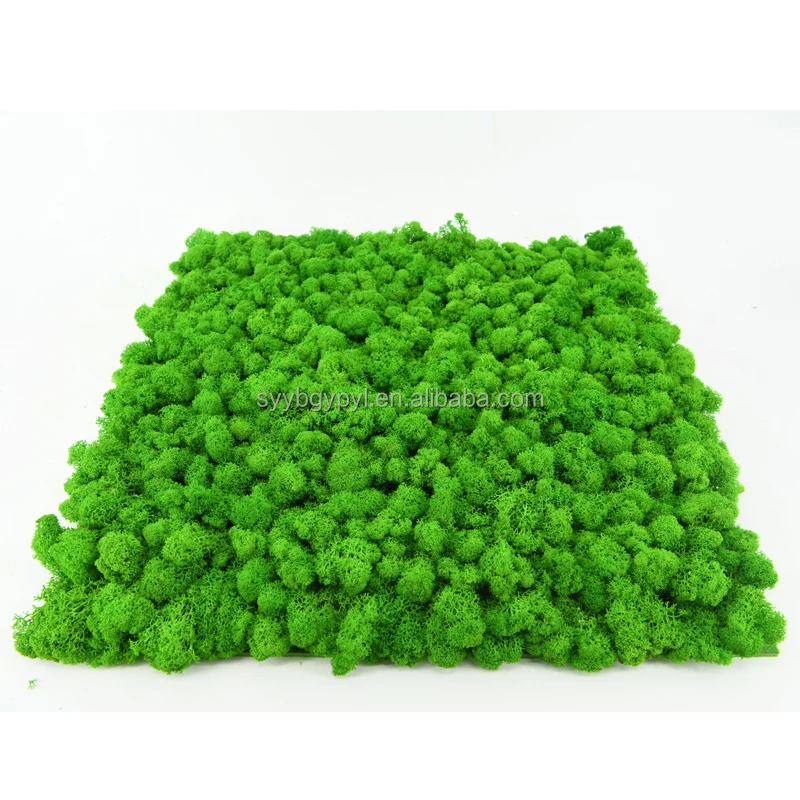 Wholesale Best Quality preserved reindeer moss for wall decoration light green 50cm preserved moss panel