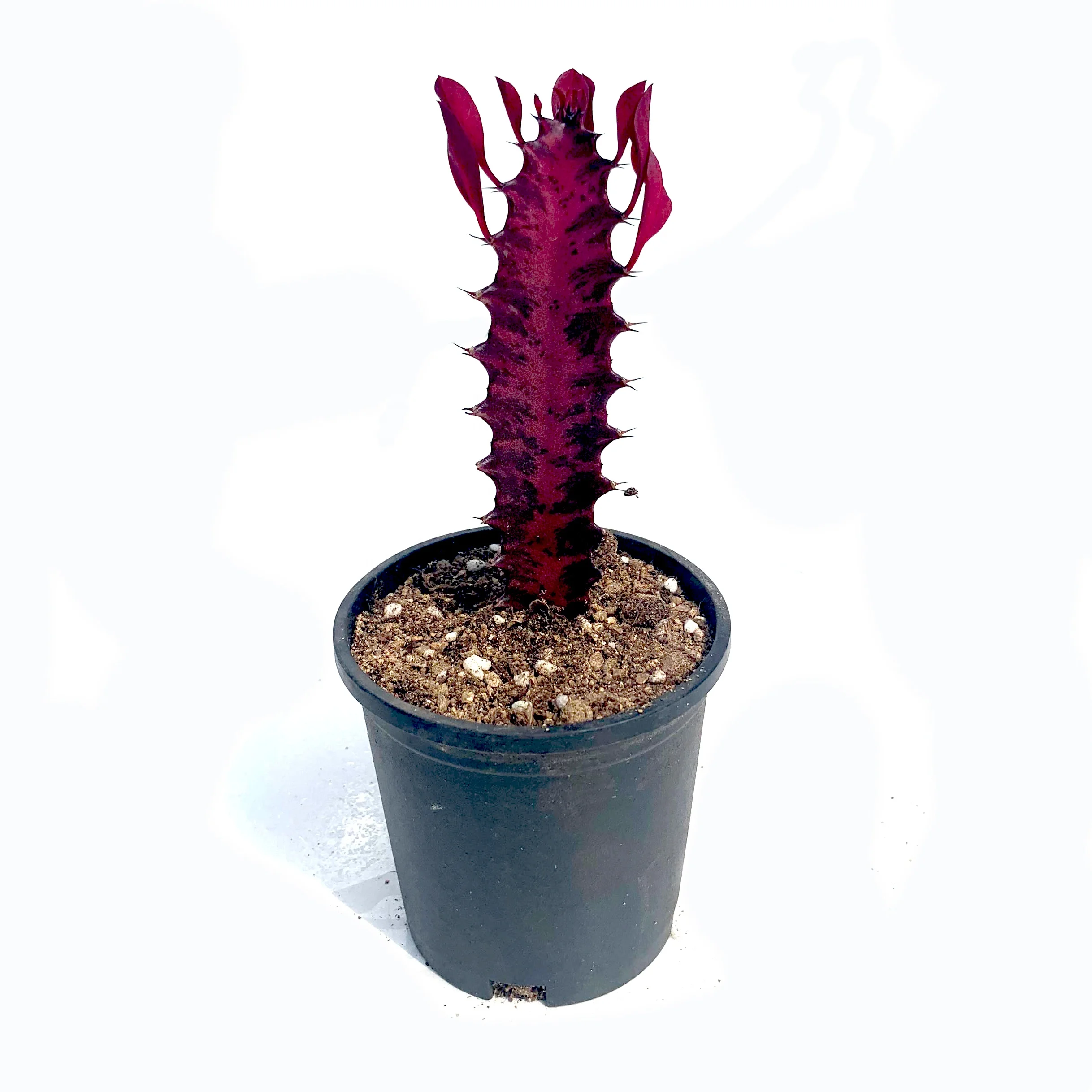 direct sale red color succulent plant for home indoor decoration