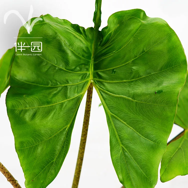 
High quality plants seedling Alocasia seedlings Stingray Ornamental natural plants for interior decoration 