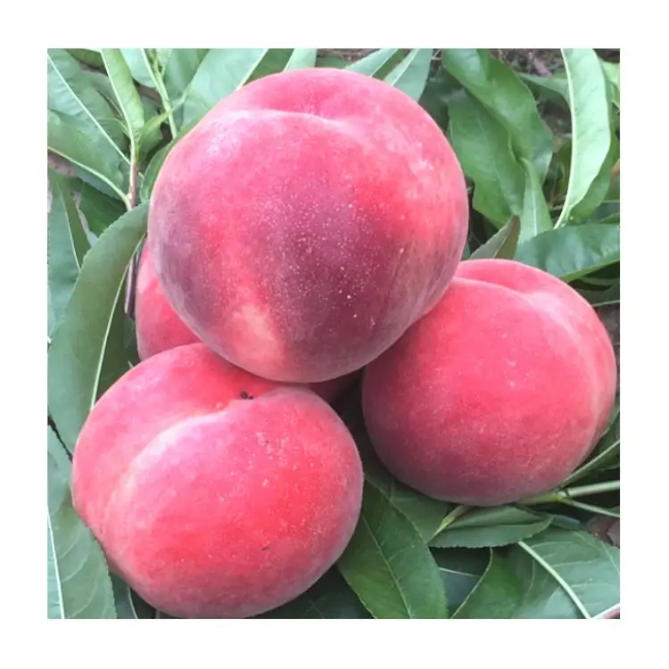 Manufacturer Price peach high quality wholesale fruit large shape sweet Cangfang fresh peache