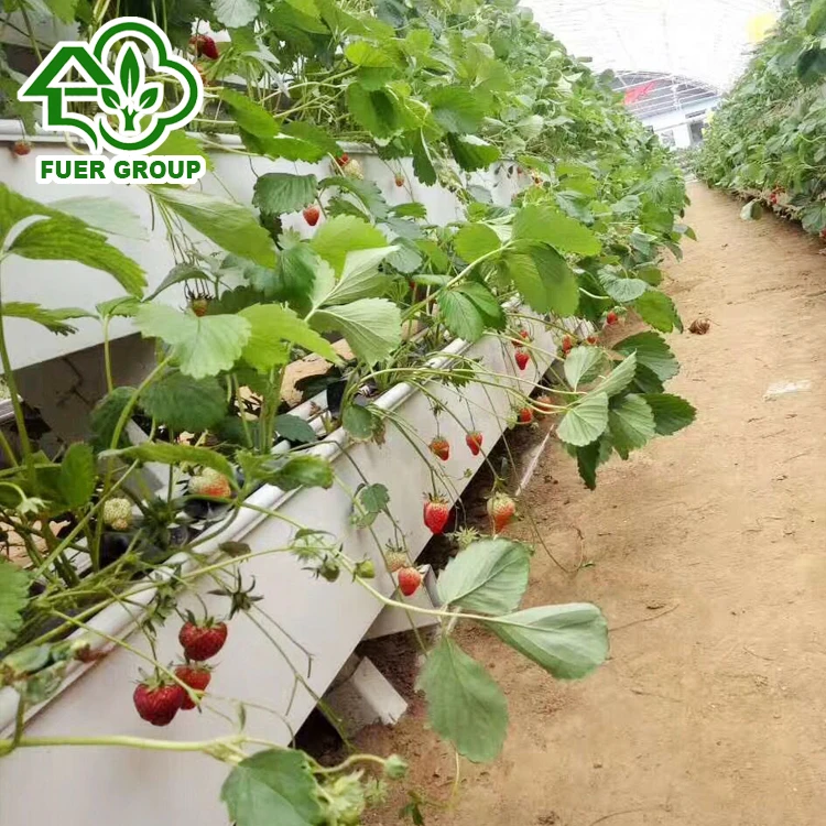Venlo Multi-span Glass Greenhouse for Commercial with Indoor Hydroponic NFT Systems