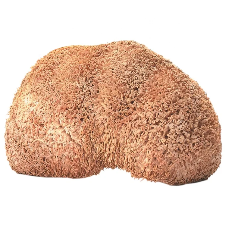 
organic mushroom lions mane mycelium hericium erinaceus extract powder 