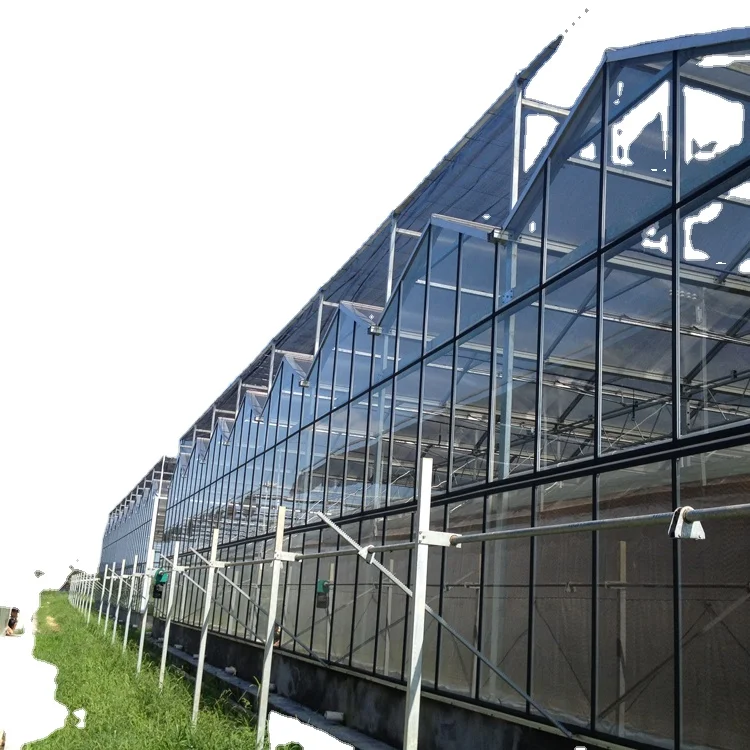 Tomato hydroponic growing systems glasshouse multi span tempered glass green house for vegetables