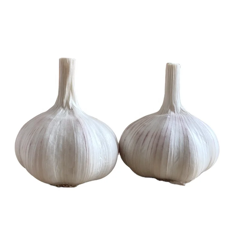 High quality jin xiang garlic strong flavor and spicy ajo chino China garlic supplier normal white garlic