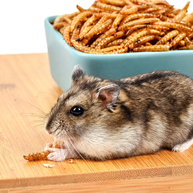 High Protein edible insect dried mealworm Dried Mealworms Superworm Mealworm