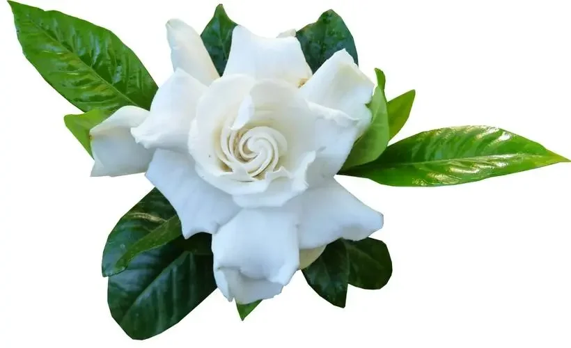 Пищевой ароматизатор сок ароматный цветочный эссенция жидкий экстракт гардении концентрат