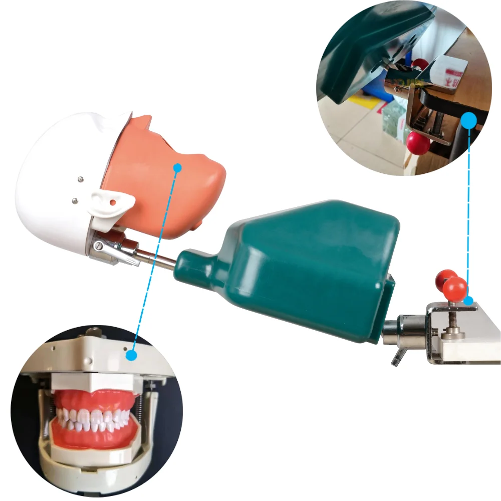 Dental Simulators Hygiene Manikins Phantom Head Sennior Teeth Model With Torso For Dentist Practise Teaching Model