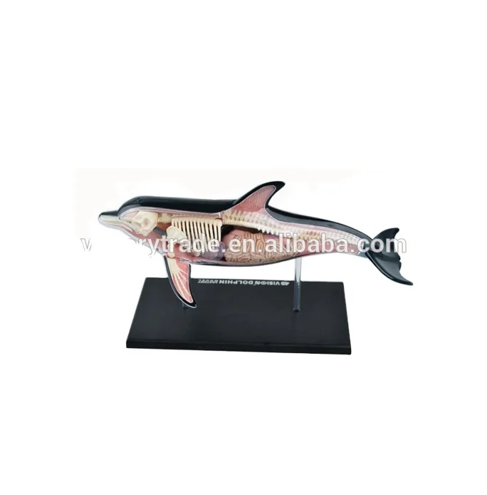 V-AM060 4D MASTER Dolphins specimens anatomy model