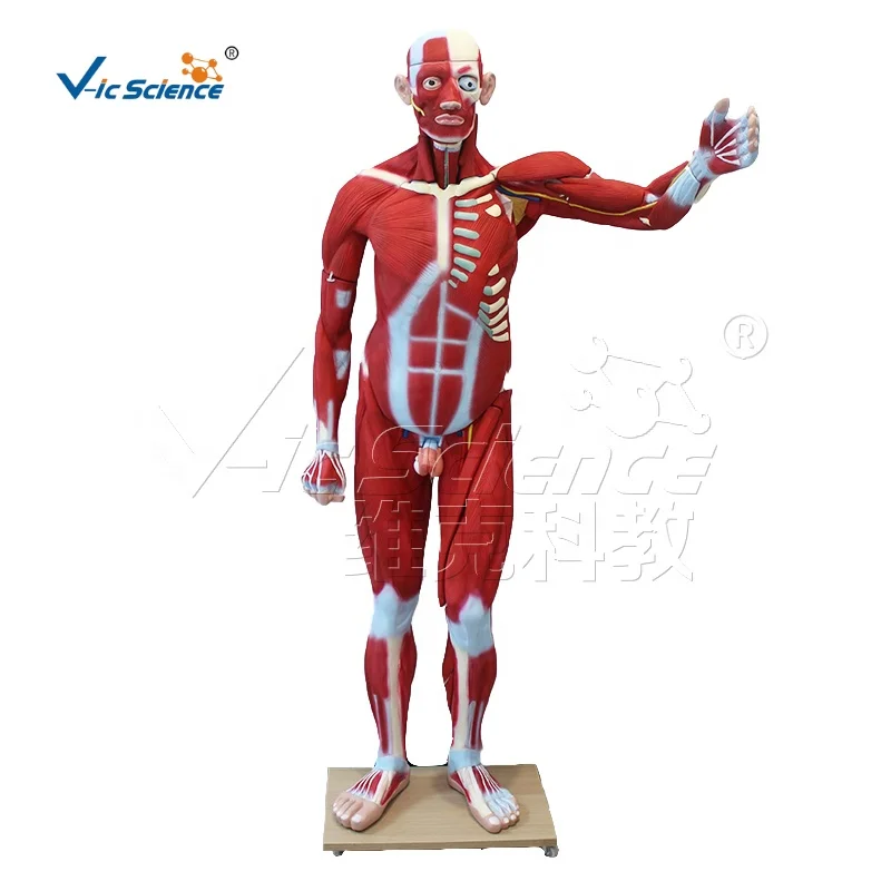 Life-size 176cm Human Muscle Anatomy Model Medical Science Anatomical Education