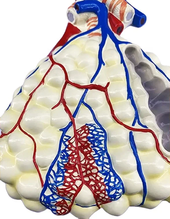 Plastic 3d Human Respiratory System lung with larynx model with magnified alveolus
