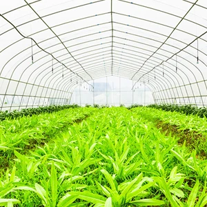 Greenhouse Plastic Film Polyethylene Covering UV 200 250 microns Clear Agricultural multi Plastic Film