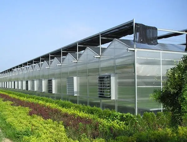 Intelligent Control  Hydroponic  Greenhouse Multi-Span Polycarbonate / PC Sheet Greenhouses With Overall System