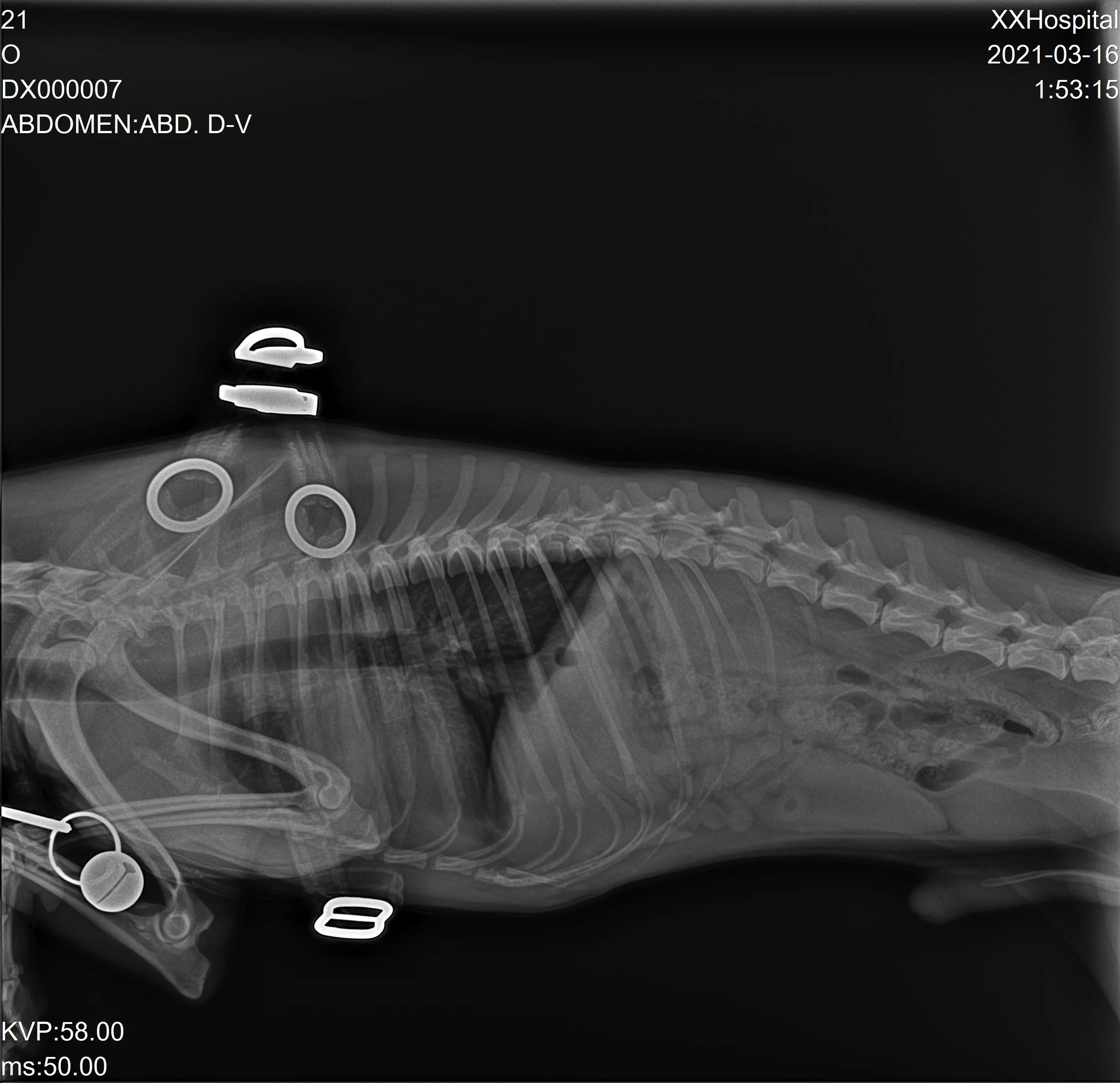Electric Medical X-ray Equipments Veterinary X Ray Machine Machine 5kw C Arm Dr Medical  Price For Pet Animal Veterinary