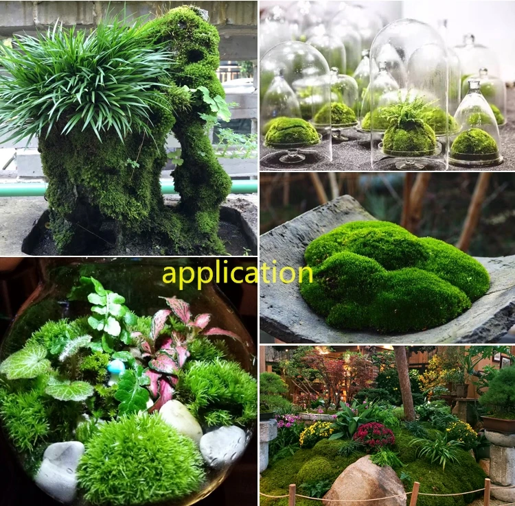 Natural  Live Moss, Real Muskeg Grass for Wall, Garden, Scene Decoration, Micro Landscape, Army Sand Table
