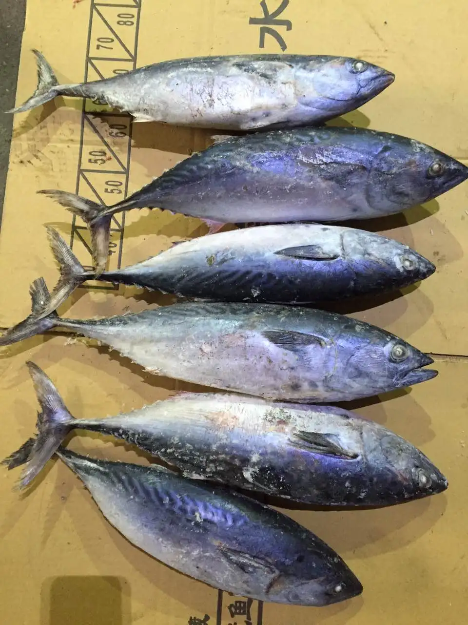 The ship frozen bonito fish(skipjack tuna)