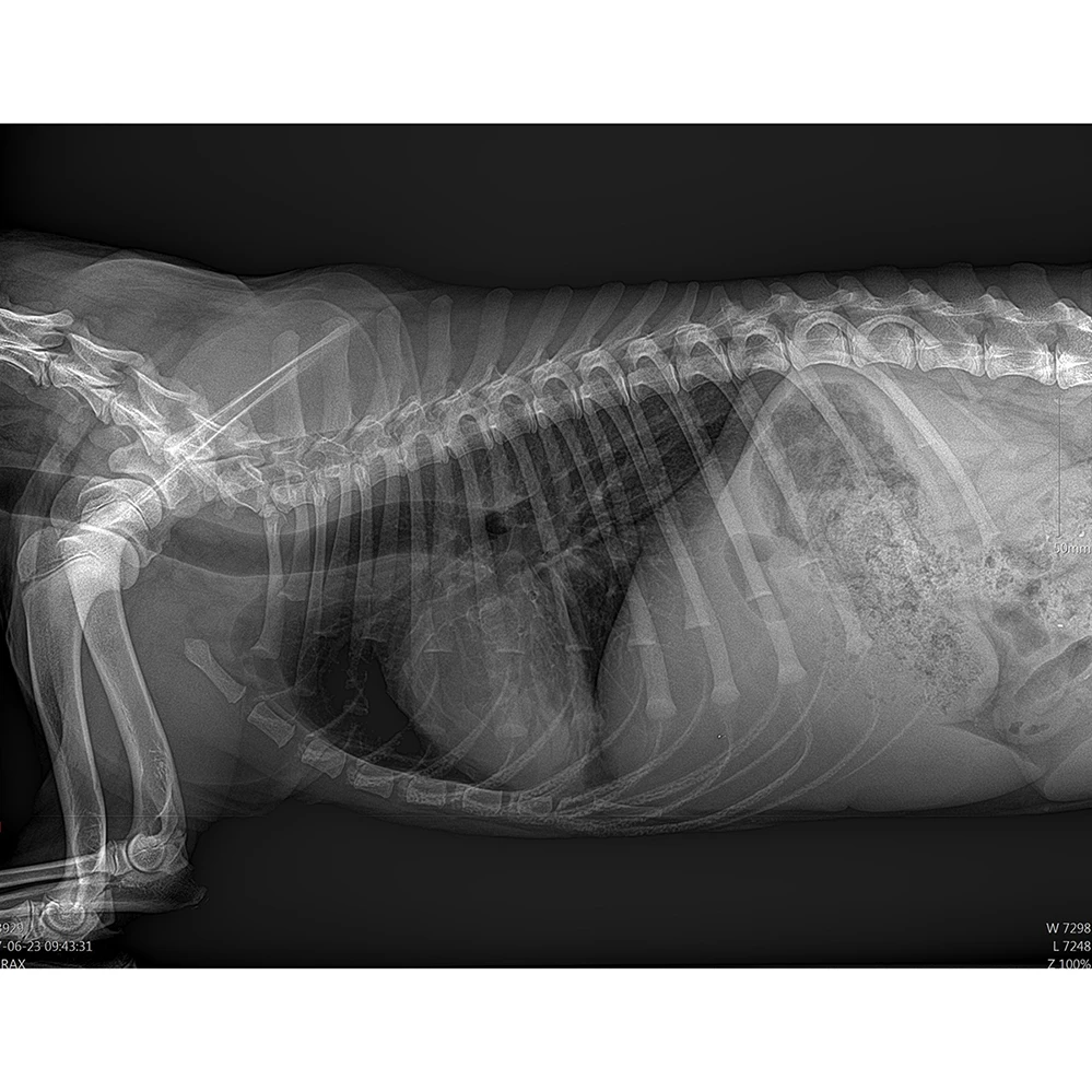 Ветеринарный цифровой рентгеновский аппарат для продажи с ветеринарным рентгеновским столом